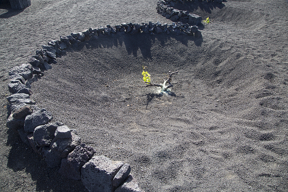 Grape vines growing in black volcanic pits in La Geria, Lanzarote, Canary Islands, Spain, Atlantic, Europe