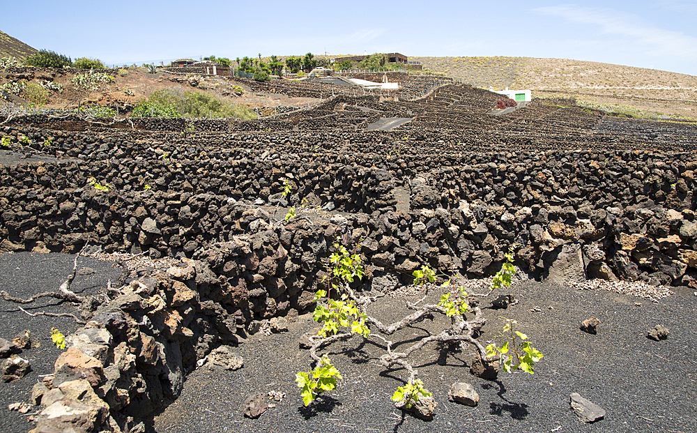 Dry stone walls and grapevines in sheltered enclosures, near Orzola, Lanzarote, Canary Islands, Spain, Atlantic, Europe