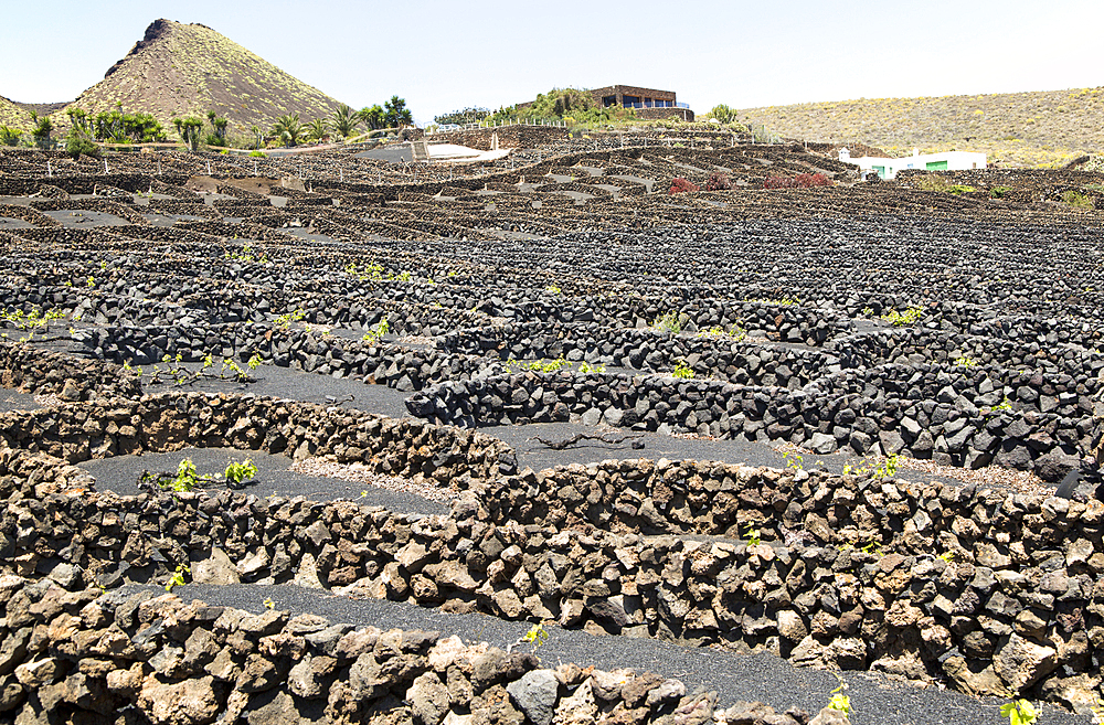 Dry stone walls and grapevines in sheltered enclosures, La Quemada de Orzola volcano, near Orzola, Lanzarote, Canary Islands, Spain, Atlantic, Europe