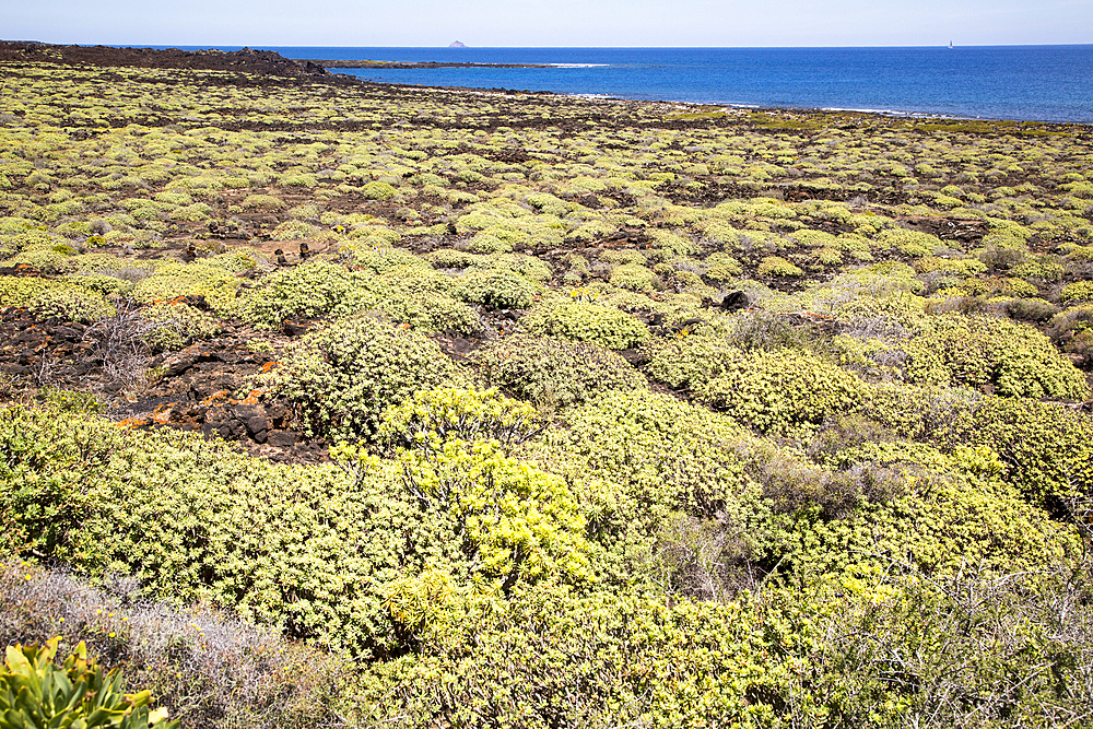 Euphorbia balsamifera growing on lava flows Malpais de Corona, Lanzarote, Canary Islands, Spain, Atlantic, Europe