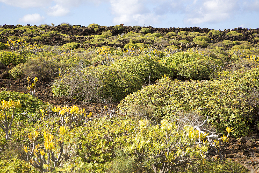 Euphorbia balsamifera and Kleinia Nerifolia growing on lava flows, Malpais de Corona, Lanzarote, Canary Islands, Spain, Atlantic, Europe