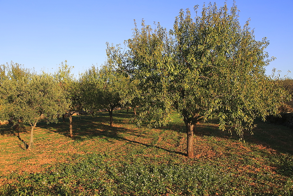 Almond trees orchard blue sky Lliber, Marina Alta, Alicante province, Spain, Europe