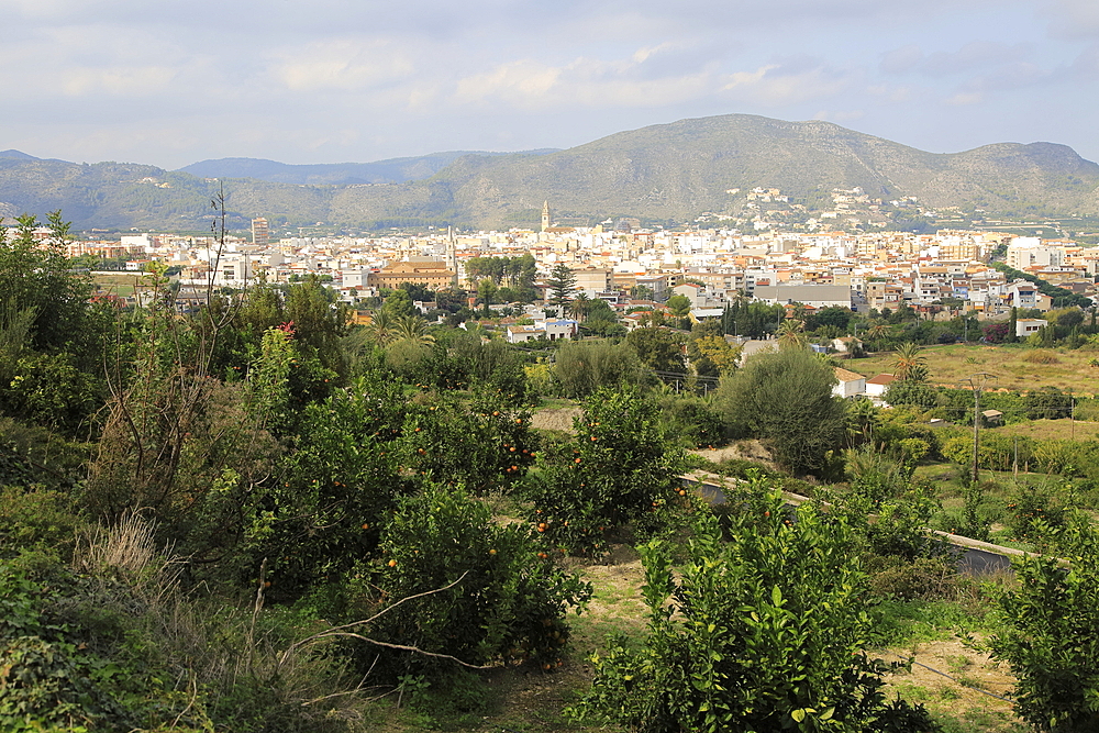 View over orange trees to town of Pego, Marina Alta, Alicante province, Spain, Europe