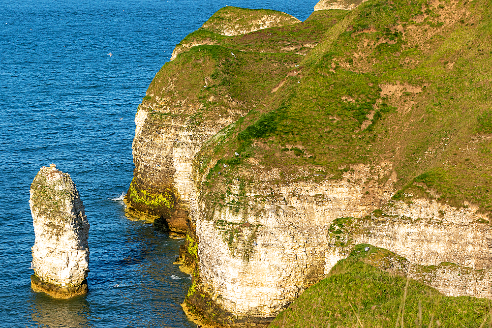 Coastal cliffs with a sea stack, lush greenery, and North Sea waters under a clear sky, Flamborough, Yorkshire, England, United Kingdom, Europe