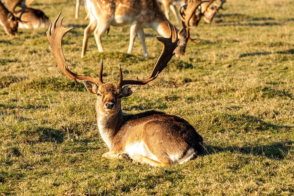 Majestic deer with antlers resting on grass with herd in background during golden hour, Surrey, England, United Kingdom, Europe