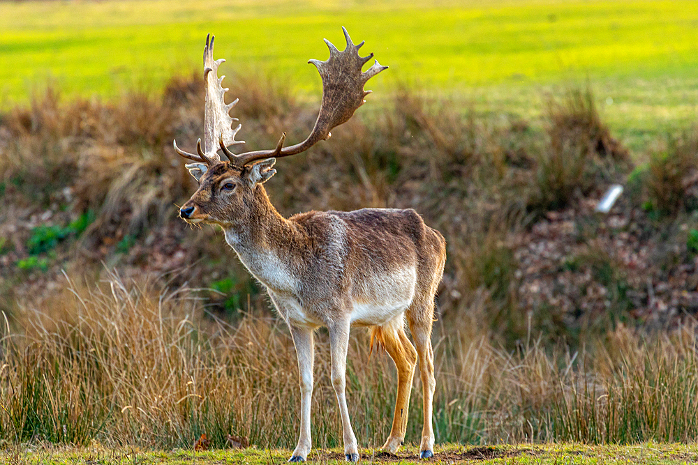 Majestic fallow deer with large antlers standing in a grassy field, wildlife in natural habitat, Surrey, England, United Kingdom, Europe