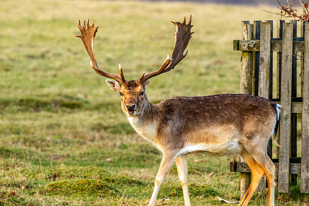 Fallow deer with impressive antlers standing by a wooden fence in a grassy field, United Kingdom, Europe