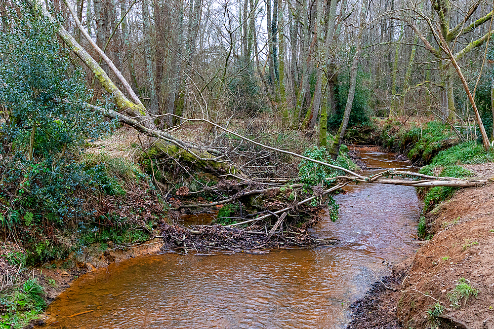 Tranquil woodland stream with fallen trees and lush greenery, depicting serene natural scenery, Skipton, Yorkshire, England, United Kingdom, Europe