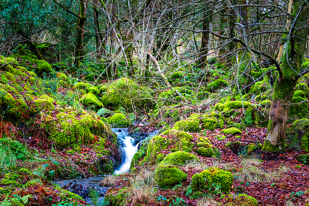 Stream with mossy rocks in a lush, green landscape in the Lake District, England, United Kingdom, Europe