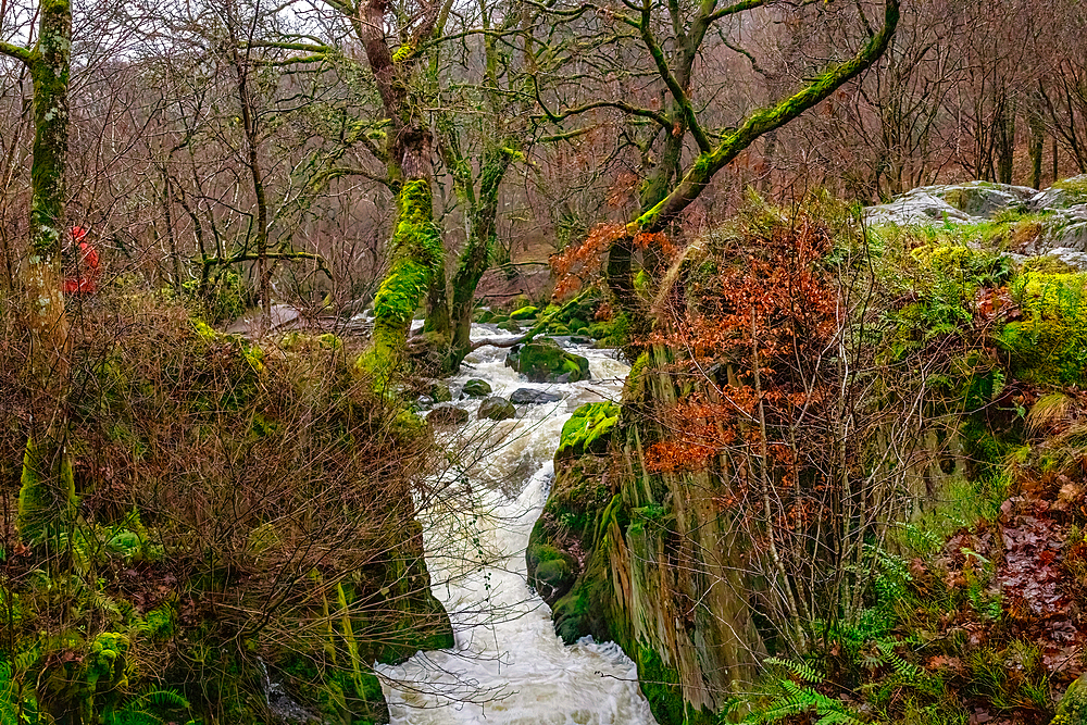 Serene woodland stream flowing through a lush forest with moss-covered trees and rocks, evoking a sense of tranquility in nature in the Lake District, England, United Kingdom, Europe