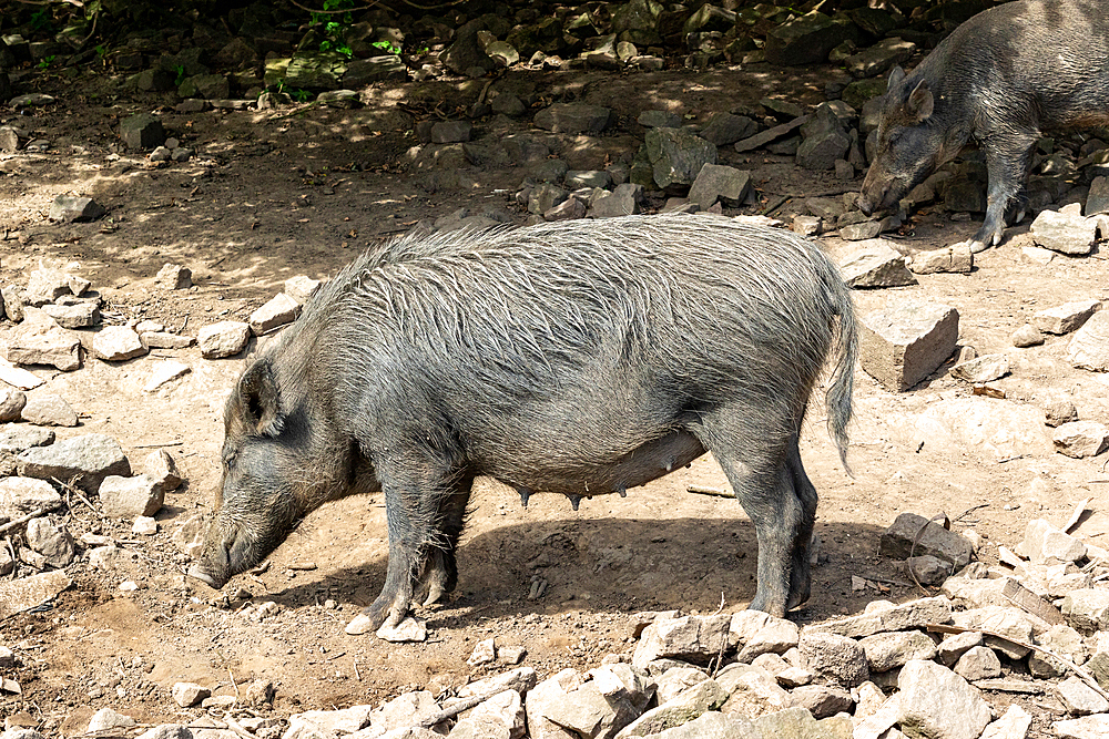 Wild boar foraging in natural habitat with rocky terrain and foliage in the background, North Yorkshire, England, United Kingdom, Europe