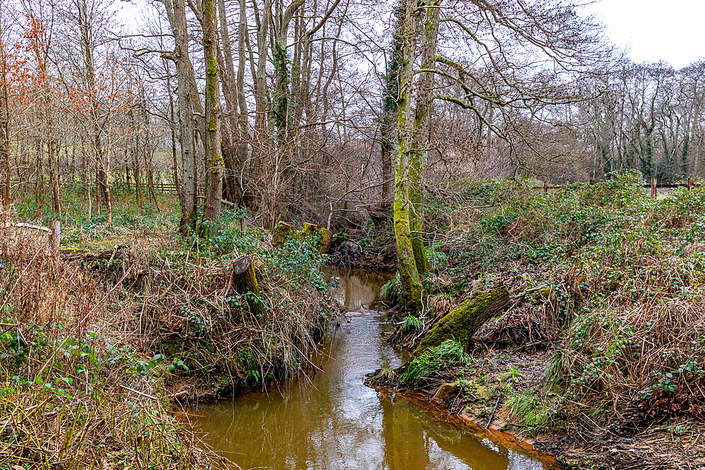 Tranquil woodland stream surrounded by bare trees and lush undergrowth, reflecting a serene natural landscape, Skipton, Yorkshire, England, United Kingdom, Europe