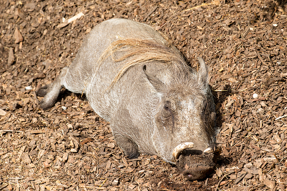 Wild boar lying on the ground, resting in natural habitat with detailed fur texture at London Zoo, London, England, United Kingdom, Europe