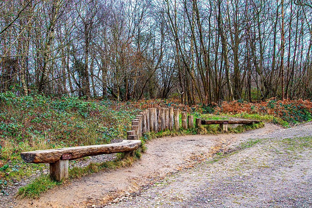 Rustic wooden benches along a peaceful forest trail with bare trees and a gravel path, Surrey, England, United Kingdom, Europe