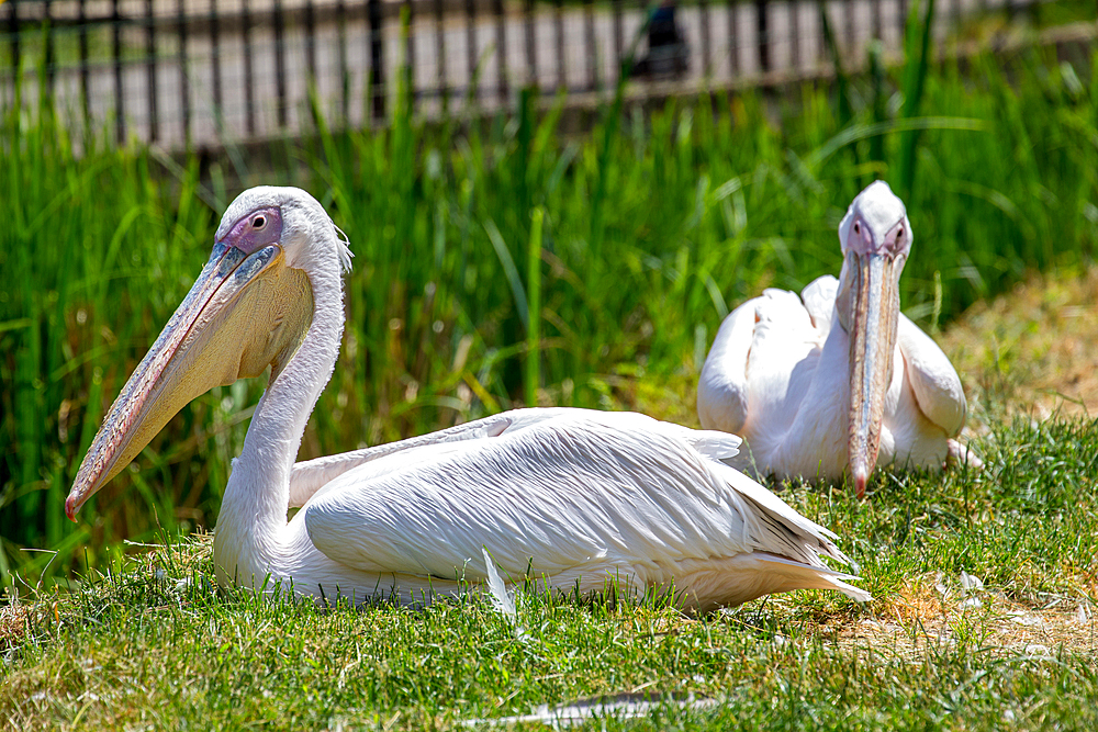 Two white pelicans resting on green grass with a fence in the background at London Zoo, London, England, United Kingdom, Europe