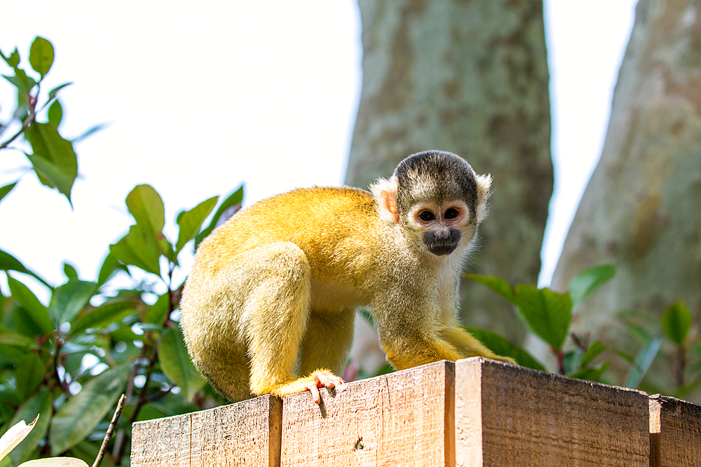 Squirrel monkey on a wooden ledge in a natural setting, looking curious at London Zoo, London, England, United Kingdom, Europe