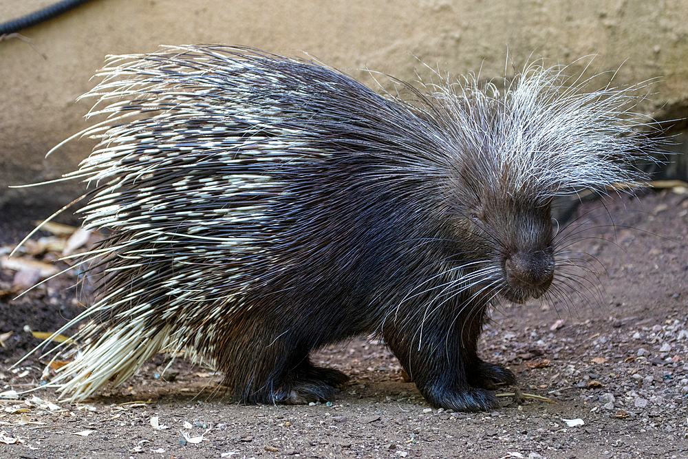 Photo of a porcupine at London Zoo, London, England, United Kingdom, Europe