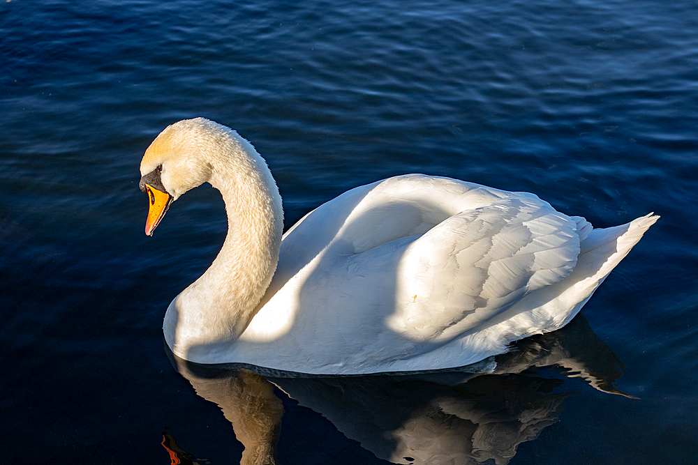 Elegant white swan gliding on serene blue water with a clear reflection and soft lighting, United Kingdom, Europe