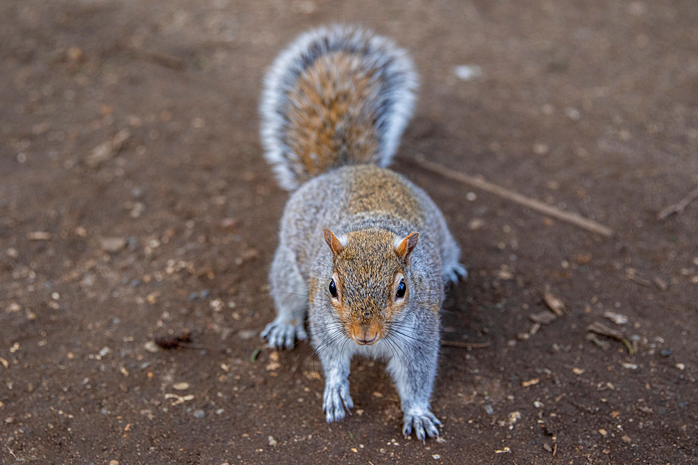 Curious grey squirrel on a dirt background, looking at the camera, United Kingdom, Europe