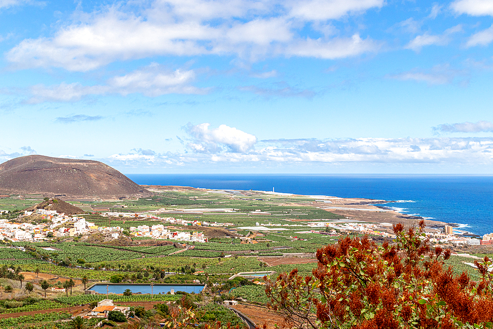 Scenic coastal landscape with lush greenery, agricultural fields, and a clear blue sky in Tenerife, Canary Islands, Spain, Atlantic, Europe