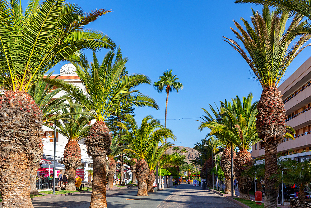 Sunny street lined with palm trees leading towards modern buildings under a clear blue sky in Los Cristianos, Tenerife, Canary Islands, Spain, Atlantic, Europe