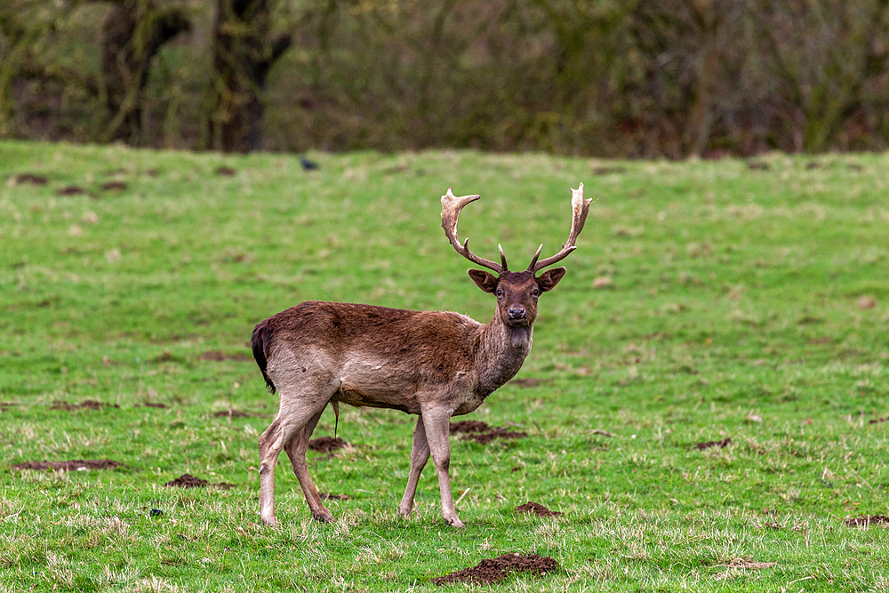 Fallow deer with antlers standing in a green field with trees in the background, United Kingdom, Europe