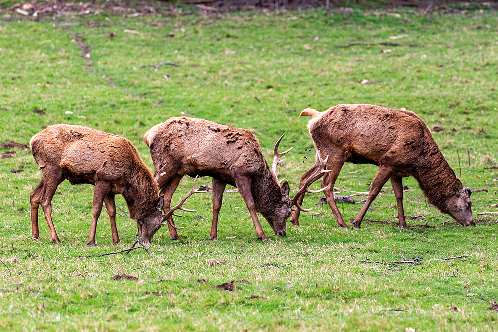 Photo of the deer in the park, United Kingdom, Europe