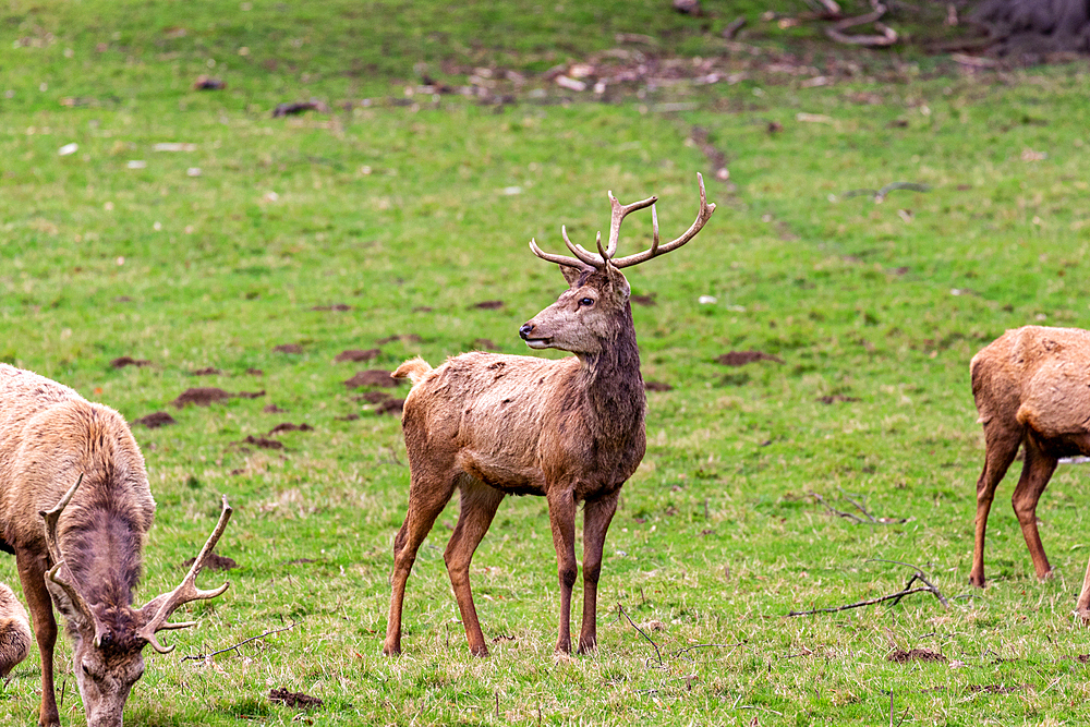 Deer on the grass in a park, United Kingdom, Europe