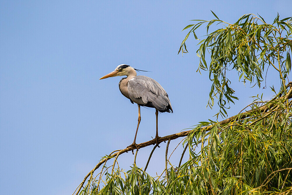 Grey heron perched on a tree branch against a clear blue sky, United Kingdom, Europe