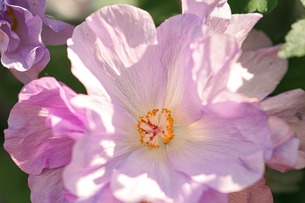 Close-up of a light purple hibiscus flower in full bloom with soft petals and a yellow center.