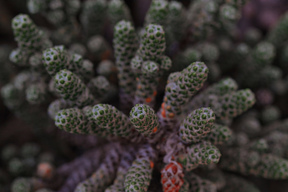 Close-up of a succulent plant with green, textured, cylindrical leaves.