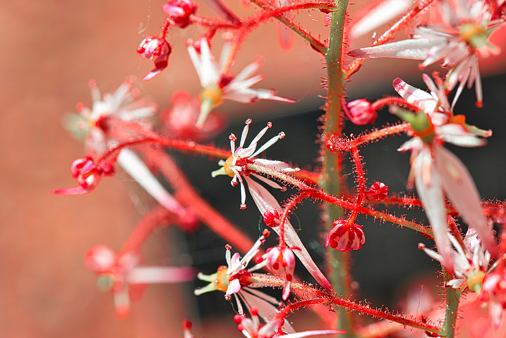 Close-up of a plant with small red and white flowers and hairy stems.