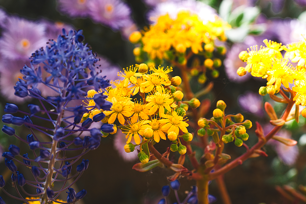 Close-up of vibrant yellow and purple flowers in a garden, with a soft focus background.