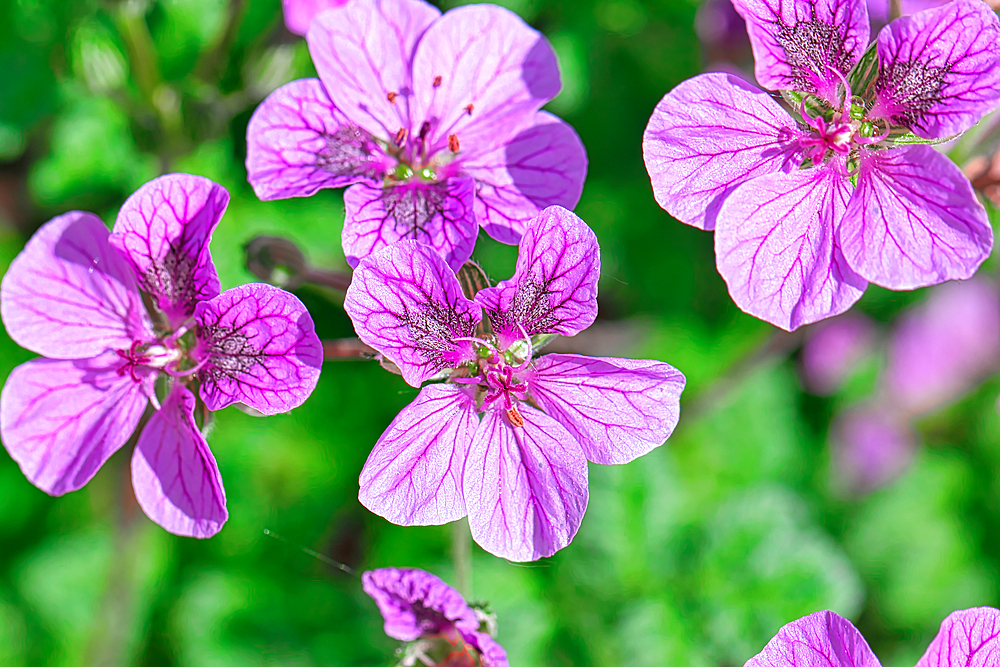 Close-up of vibrant purple flowers with green foliage in the background.