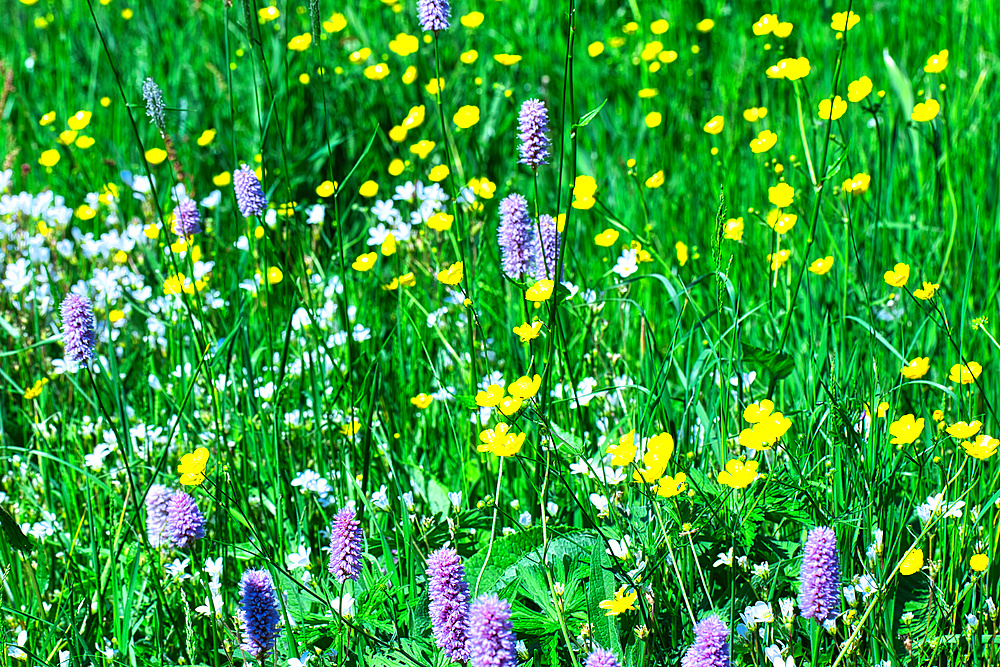 A vibrant meadow filled with various wildflowers including yellow buttercups, white daisies, and purple spikes, set against a backdrop of lush green grass.