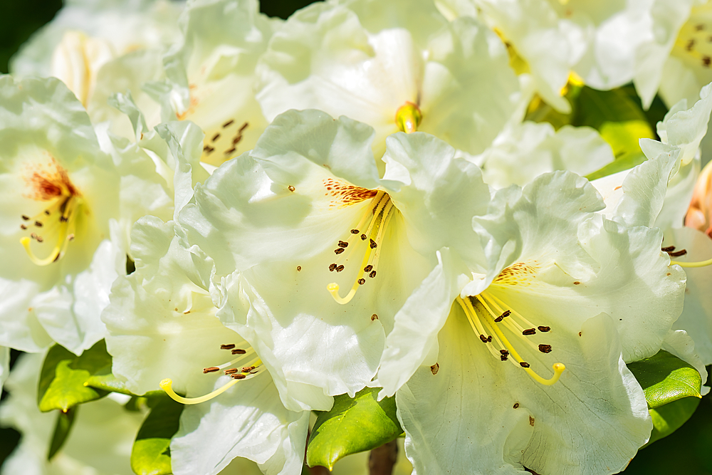 Close-up of white rhododendron flowers in full bloom with green leaves in the background.