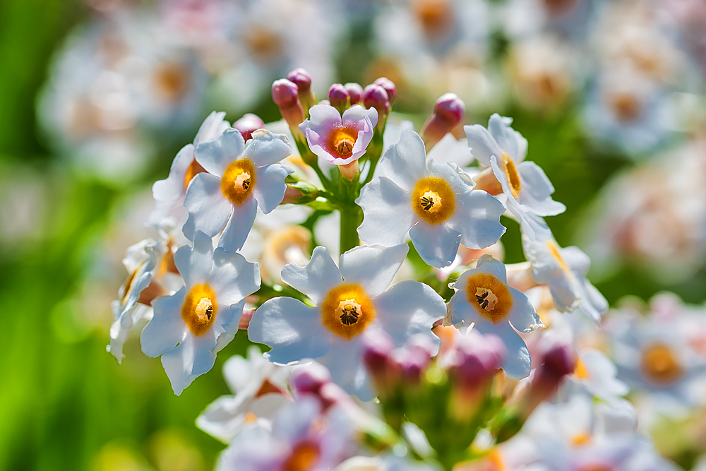 Close-up of white and yellow flowers with pink buds in a garden.