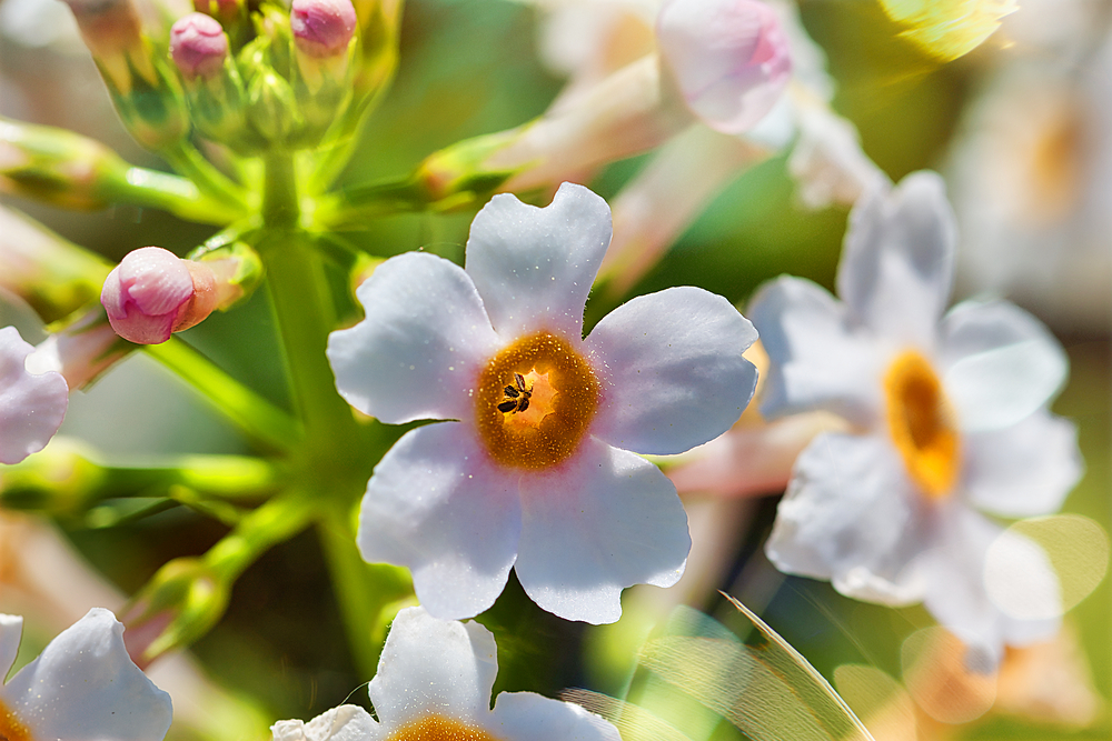 Close-up of white flowers with yellow centers and green stems in a garden.