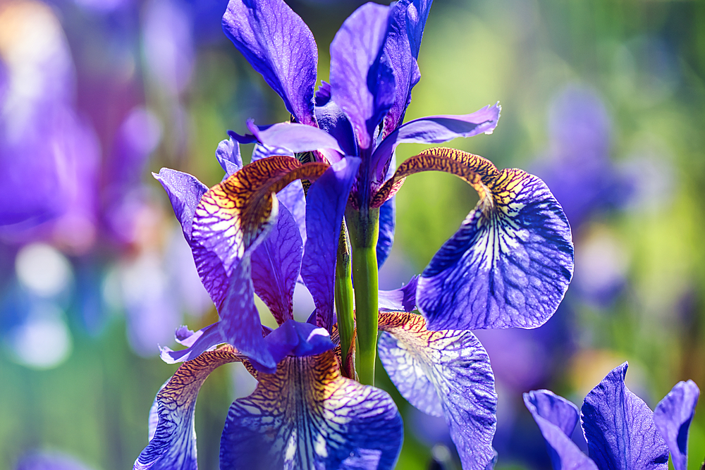 Close-up of a vibrant purple iris flower with intricate patterns on its petals, set against a blurred green background.