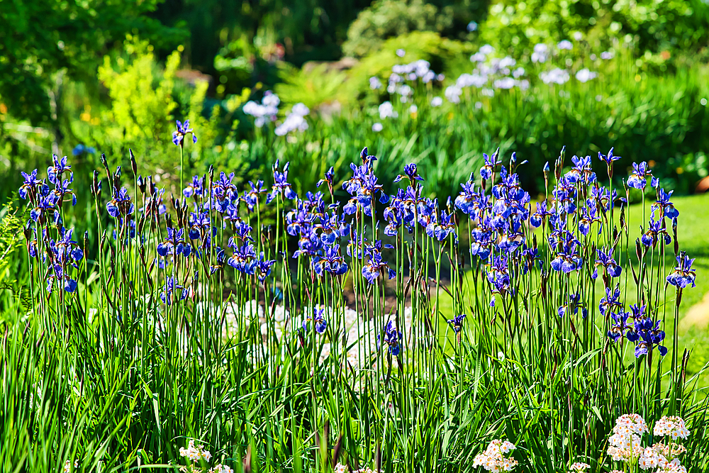 A vibrant garden scene featuring tall, purple irises in full bloom, surrounded by lush green foliage and other flowering plants. The background is a mix of greenery and blurred flowers, creating a serene and colorful outdoor setting.