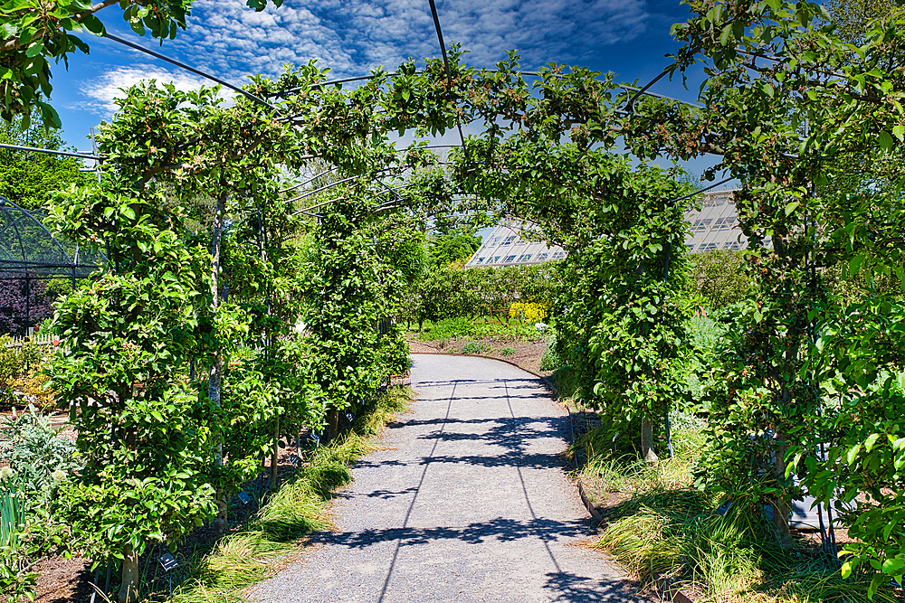 A garden pathway with a green archway made of plants and trees, under a blue sky with scattered clouds.