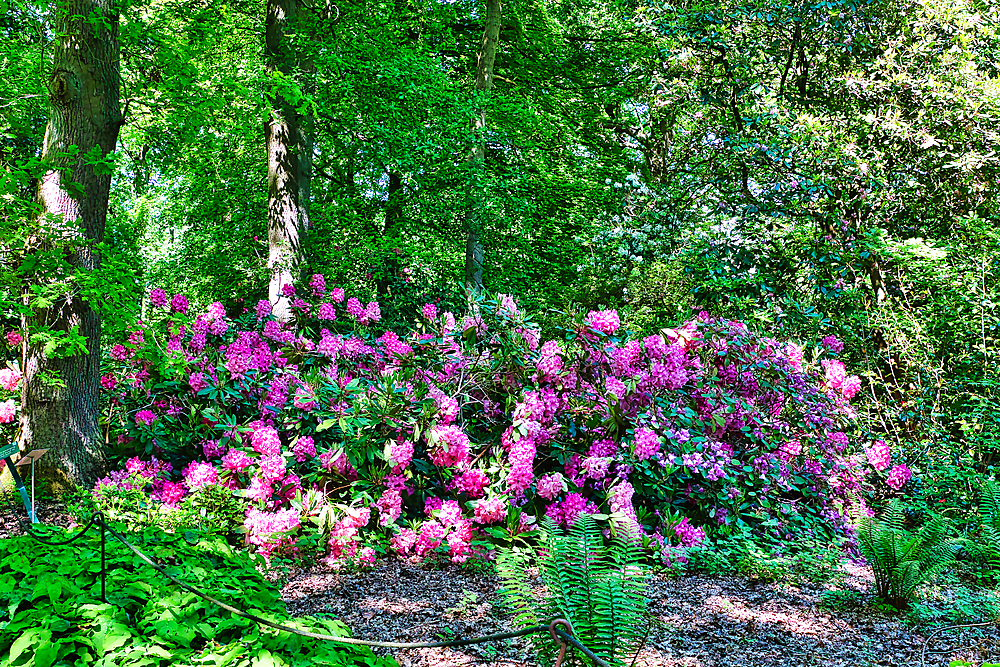 A vibrant garden scene featuring blooming pink and purple rhododendron flowers surrounded by lush green foliage and trees.