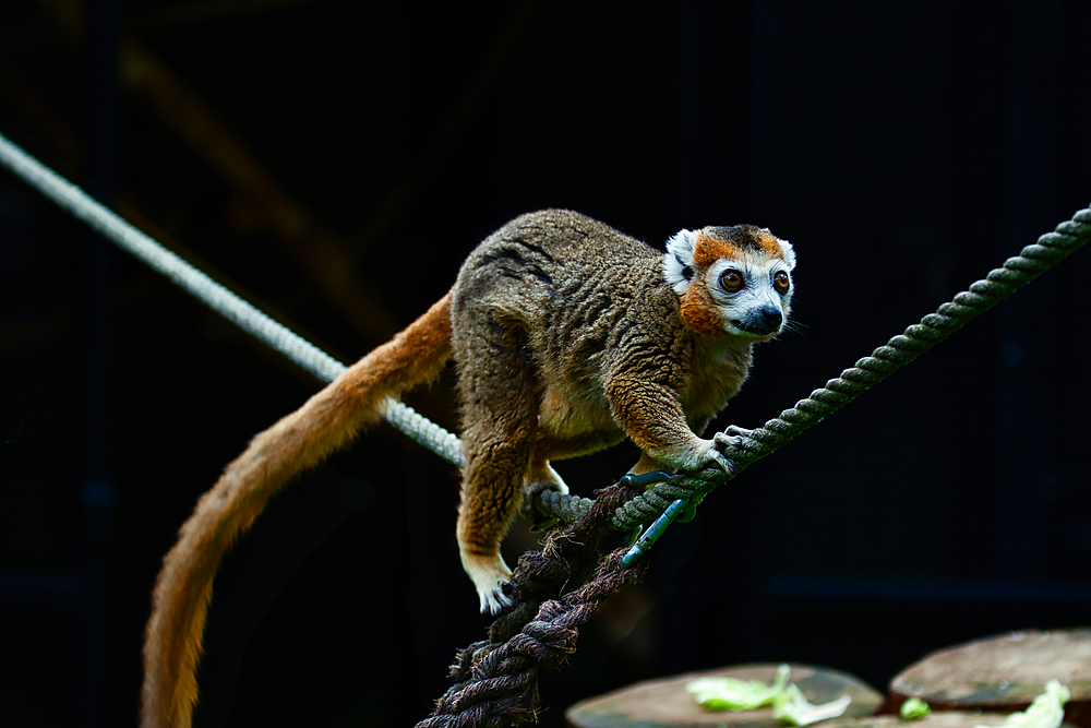 A brown lemur with a long tail walking on a rope in a dark environment.