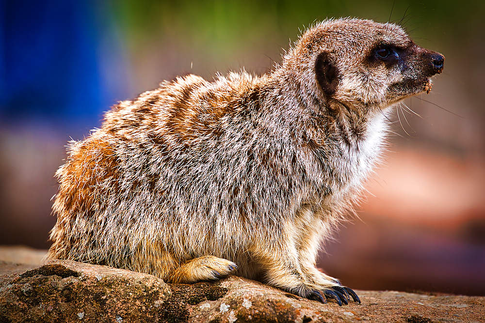 A close-up of a meerkat sitting on a rock, looking to the right. The meerkat has a furry coat with a mix of brown and gray colors.