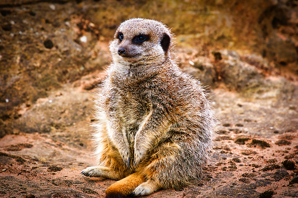 A meerkat sitting on its hind legs on a sandy ground with a rocky background.