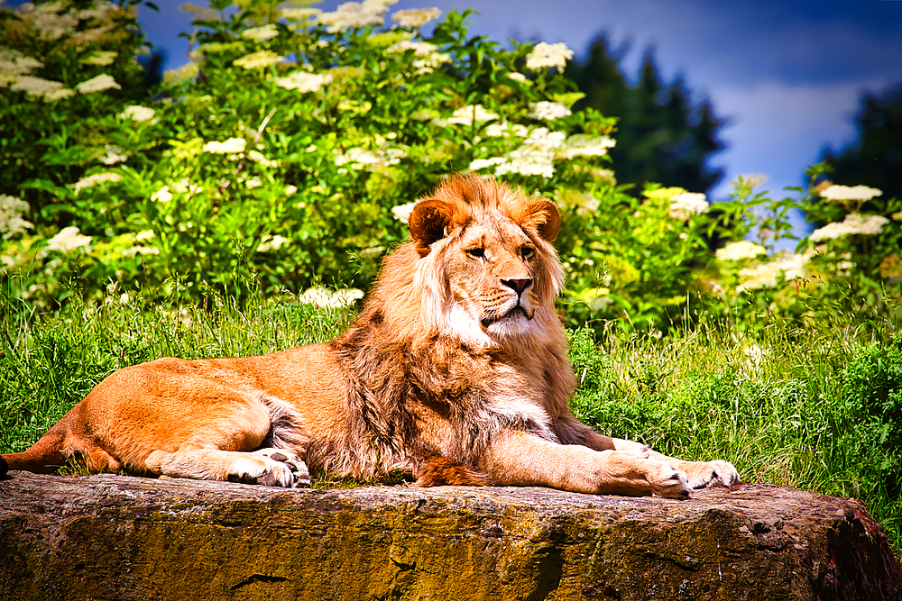 A majestic lion lying on a rock in a lush green environment with bushes and trees in the background.