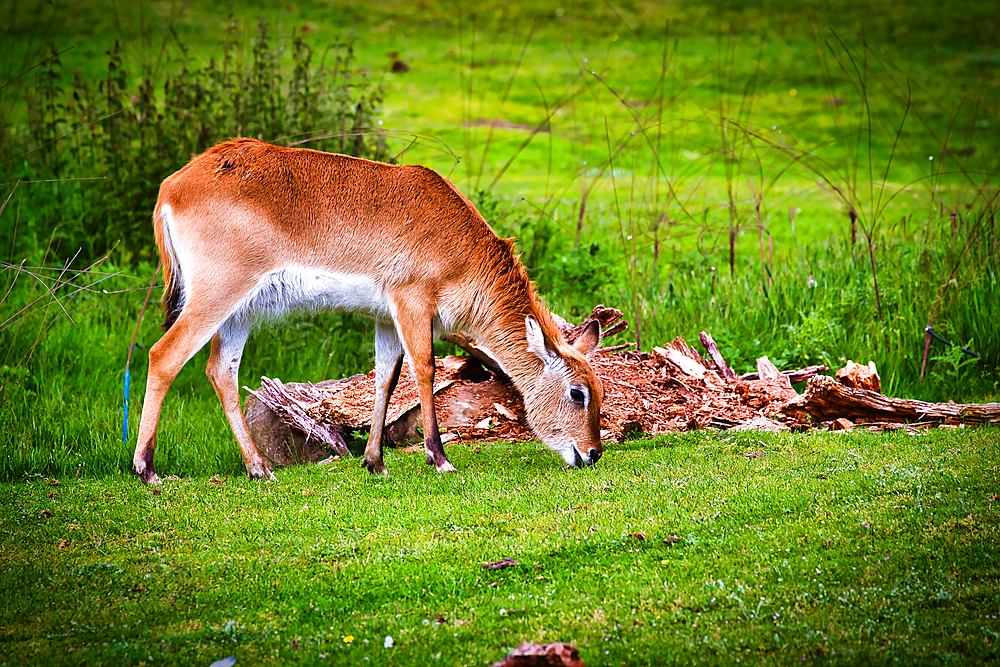 A young antelope grazing on green grass in a natural setting with a fallen tree trunk in the background.