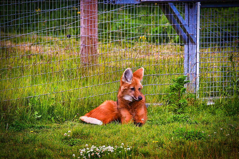 A maned wolf lying on the grass in an enclosure with a wire fence.