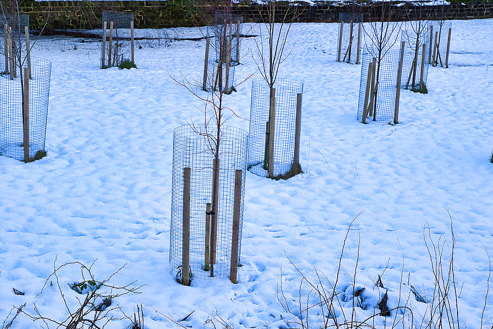 Young trees enclosed in wire mesh cylinders are planted in a snowy landscape. The scene is dominated by cool blues and whites. Footprints are visible in the snow in Harrogate, UK.