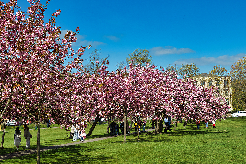 A park scene featuring blooming cherry trees, a grassy lawn, walking paths, and people enjoying the spring weather in Harrogate, Yorkshire, UK.